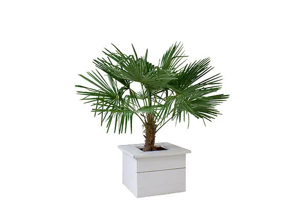 Palm Trachycarpus Fortunei (small)