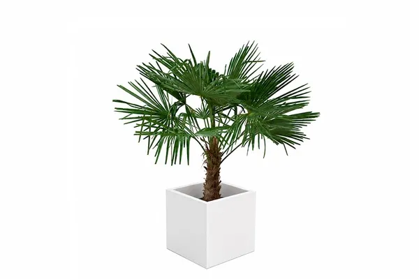 Palm Trachycarpus Fortunei (small)