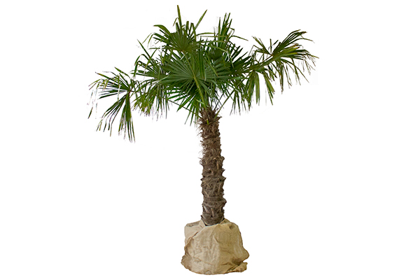 Palm Trachcarpus Fortunei (large)