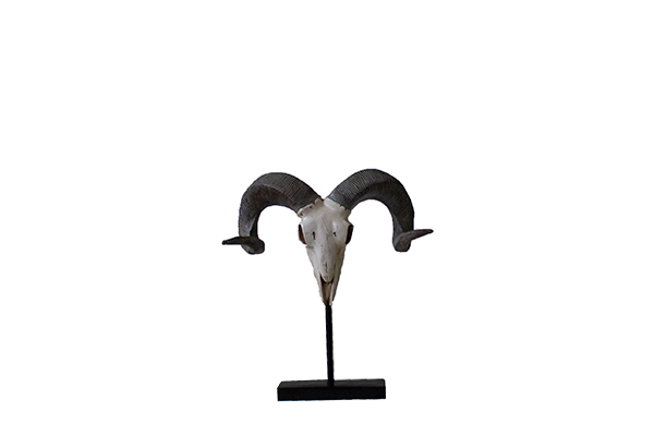 Sculptuur dierenschedel (44cm) (Wit)