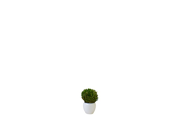 Buxus sempervirens (bol 30cm)