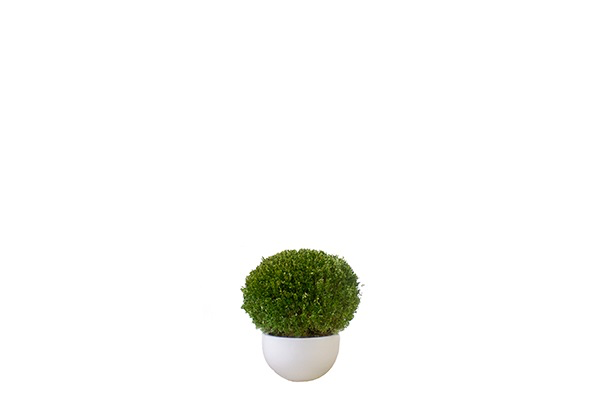Buxus sempervirens (bol 80cm)