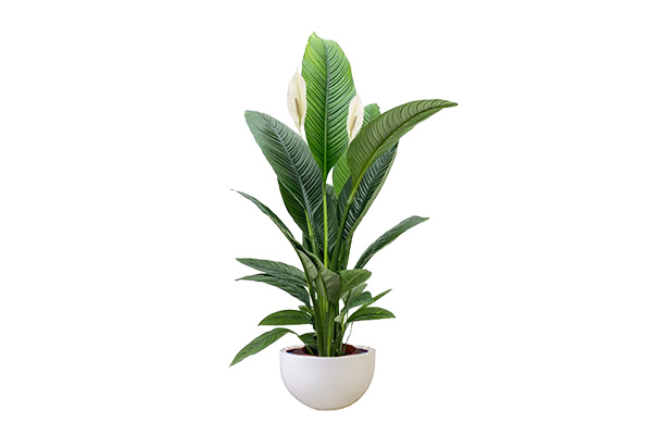 Spathiphyllum